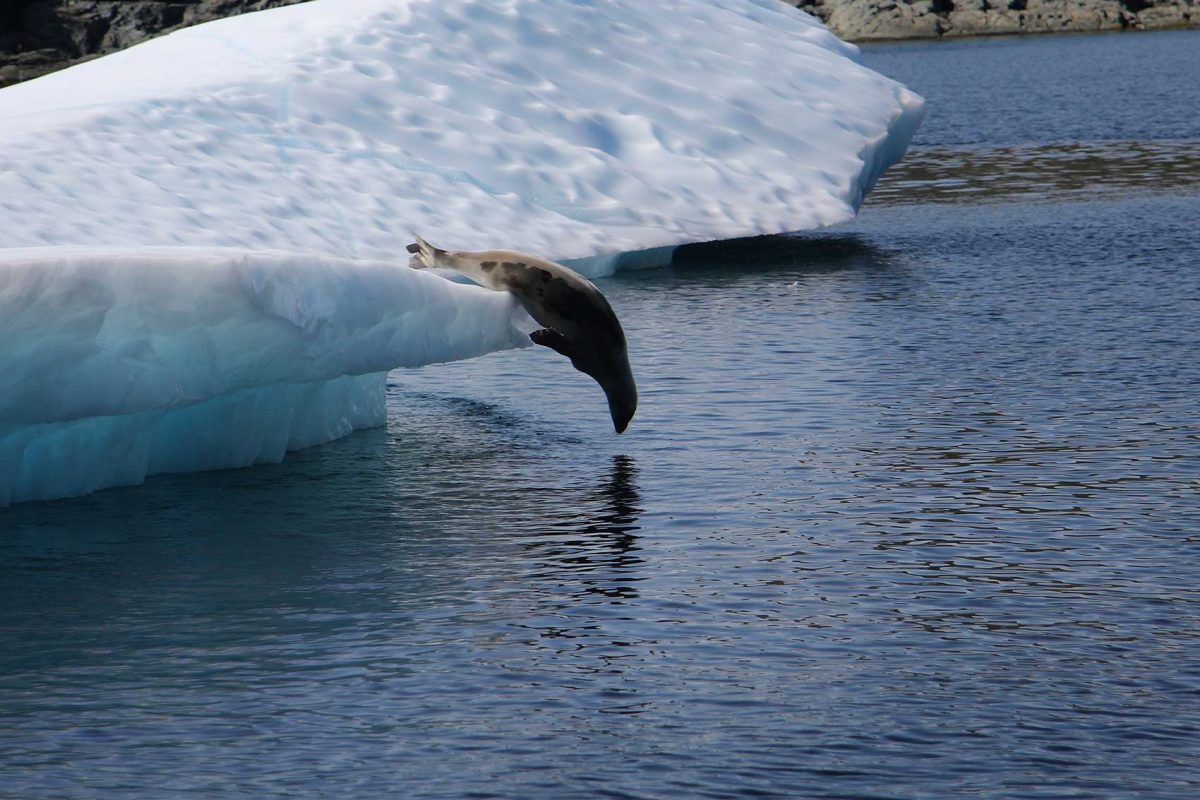 seal-swimming