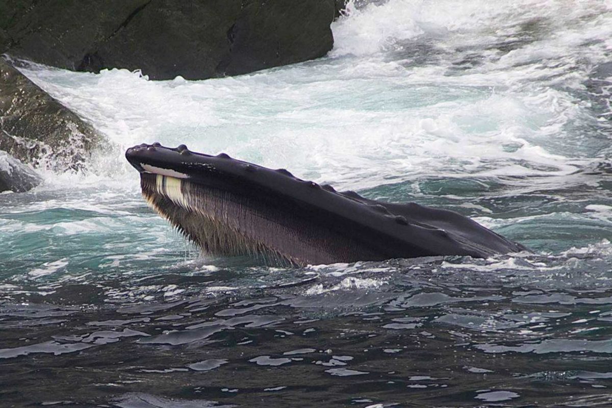 whale-feeding