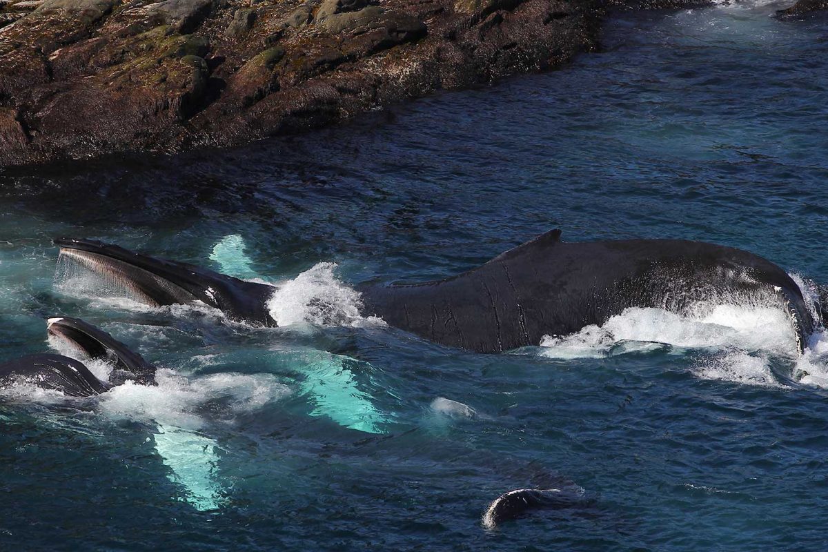 whales-feeding