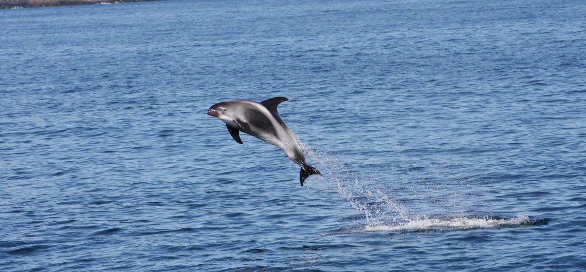 From Whale Watching to Cod Fishing: The Ultimate Ocean Adventures in Newfoundland