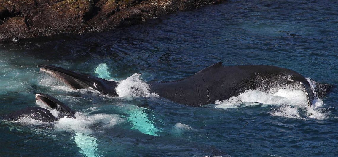 Atlantic Whale Watching Cruise Guide: Seasons, Species, and Coastal Views