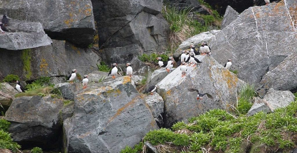 Best Times of Year to See Marine Wildlife in Newfoundland
