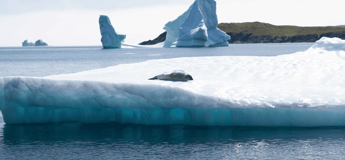 Seal resting on an iceberg in Newfoundland