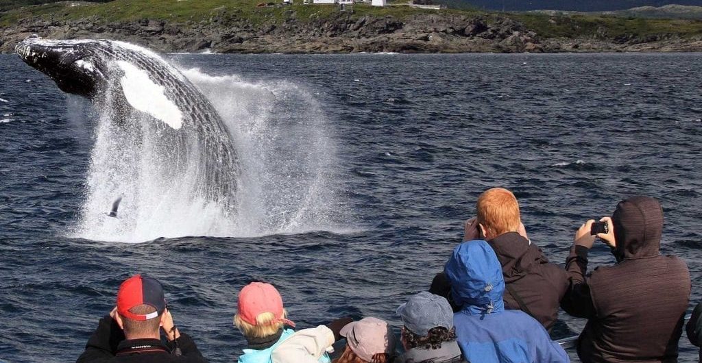 Humpback whale in Atlantic waters